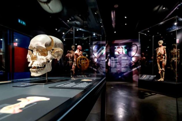 Body Worlds Amsterdam Horaires Prix Et Tickets Coupe File