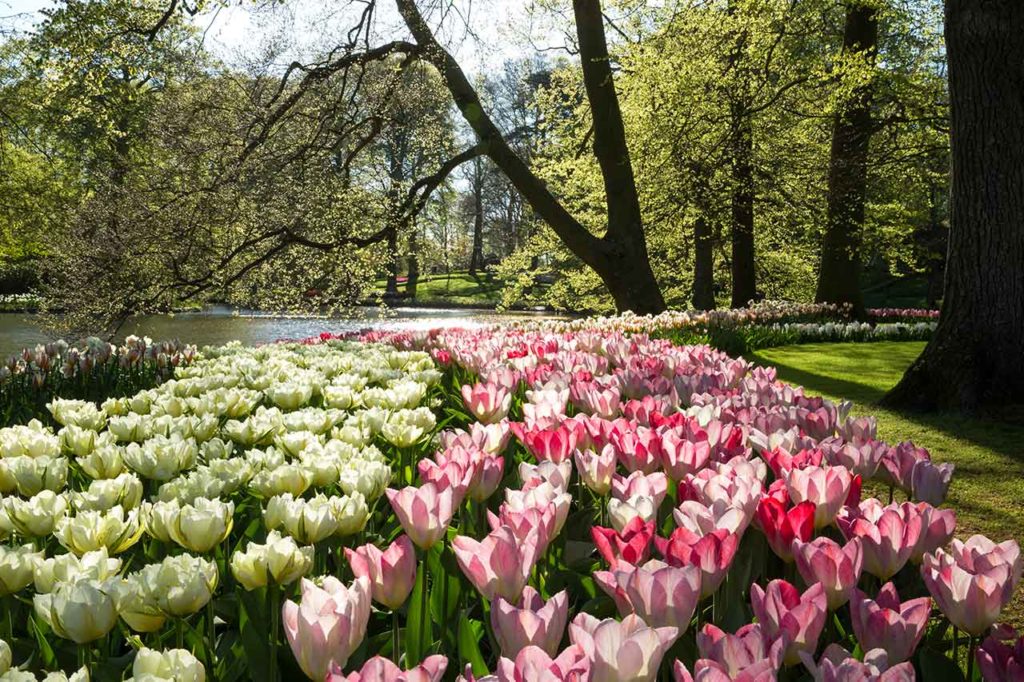 Visiter le Keukenhof près d'Amsterdam : conseils et bons plans