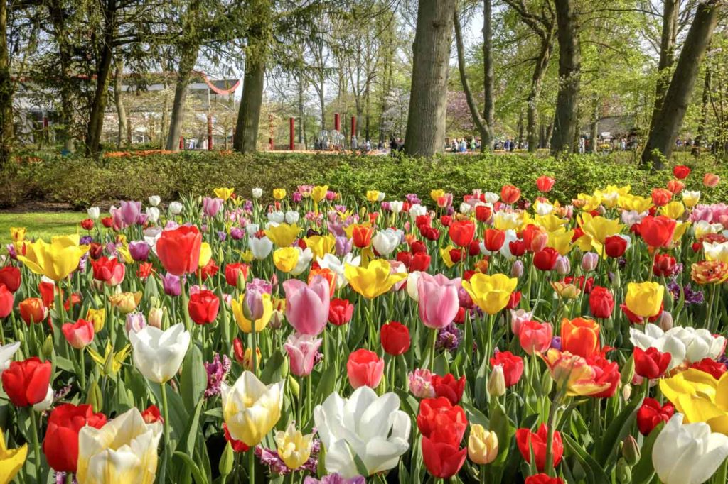 Culture de tulipes et variétés