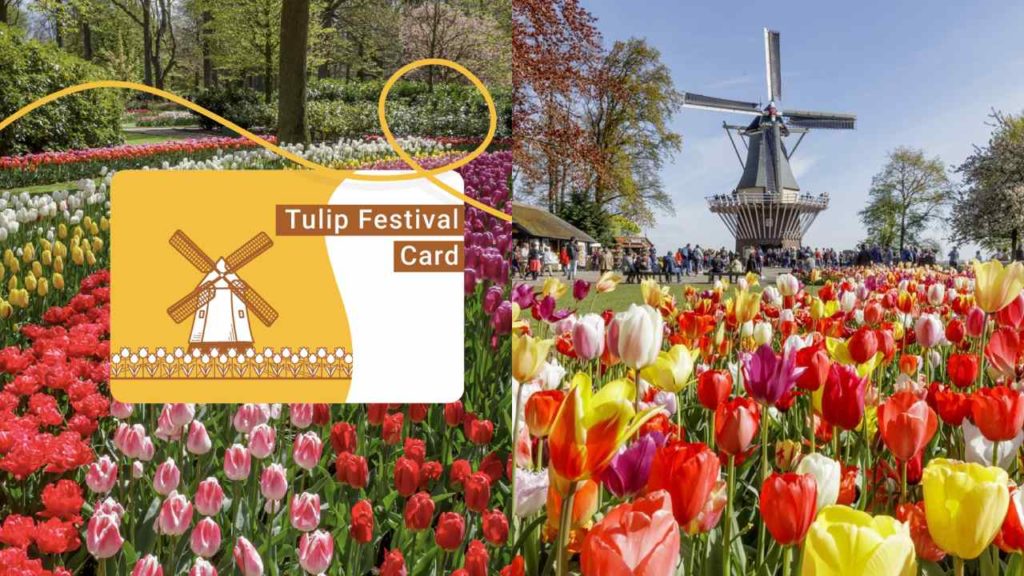 Carte de la fête des tulipes