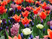 Keukenhof Hollande – Prix d’entrée et billets coupe-file 2026