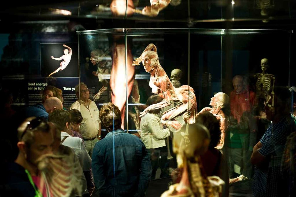 Body Worlds à Amsterdam : Horaires, prix et tickets coupe-file