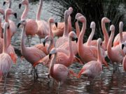 ARTIS Amsterdam Royal Zoo: Prix, Horaires & Infos