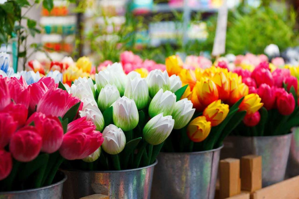Un spectacle floral - Les tulipes fleurissent partout